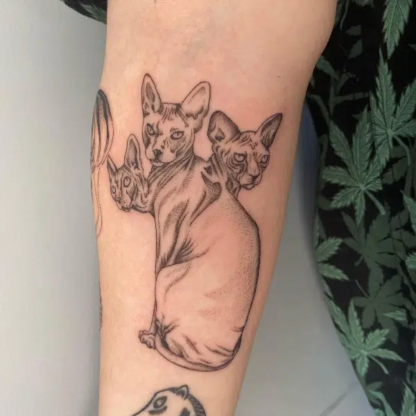 tattoo of hairless cat with three heads